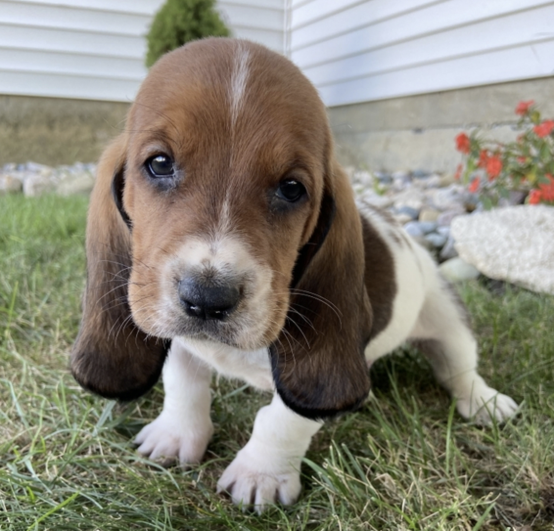comprar cachorros sanos, baratos y asequibles para la venta